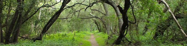 Ennisbrook Trail in Montecito Creekside Trail San Ysidro Creek Preserve