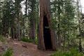 Moraine Trail burned out tree